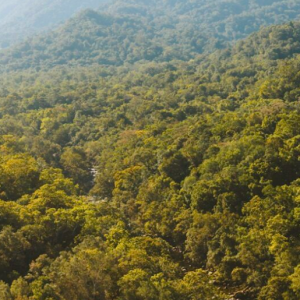 شناخت و بررسی زیباترین جنگل های دنیا 